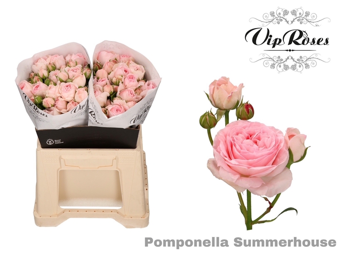 <h4>R Tr Pompone Summerh</h4>