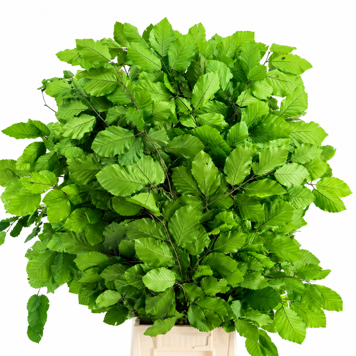 <h4>Faggio Preserved Green (beech,beuk)</h4>