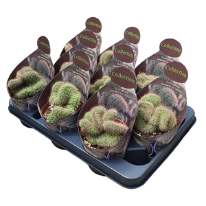 CACTUS OV