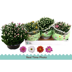 Chrysanthemum Indicum Grp gemengd 4 kleuren