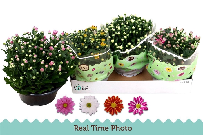 <h4>Chrysanthemum Indicum Grp gemengd 4 kleuren</h4>