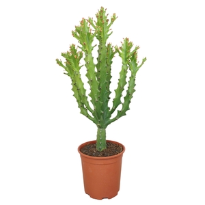 Euphorbia