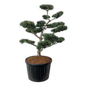 Pinus parv. 'Negishi'