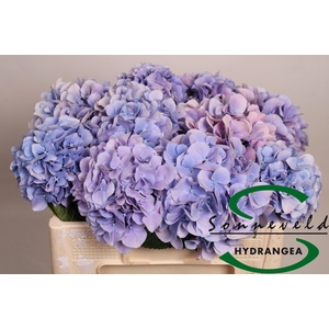 Hydrangea marsepein blue