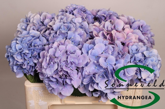 <h4>Hydrangea marsepein blue</h4>