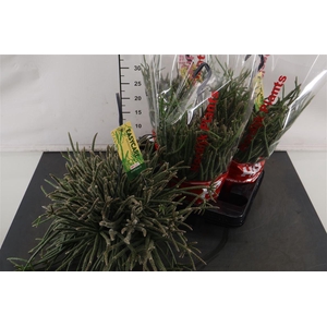 Hp Rhipsalis 15 Cm. H. P. Baccifera Horrida