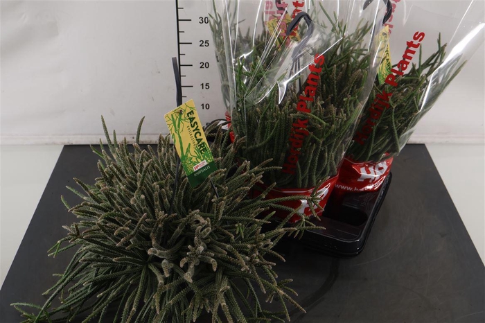 <h4>Hp Rhipsalis 15 Cm. H. P. Baccifera Horrida</h4>