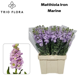 MATTH IRON MARINE 544