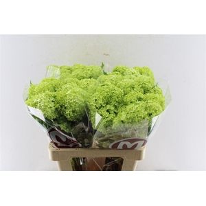 Viburnum Roseum 60cm 2/4 Bal