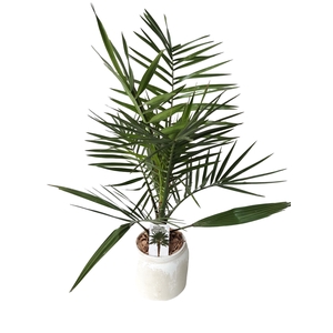 Arr.   Tuinplanten H%