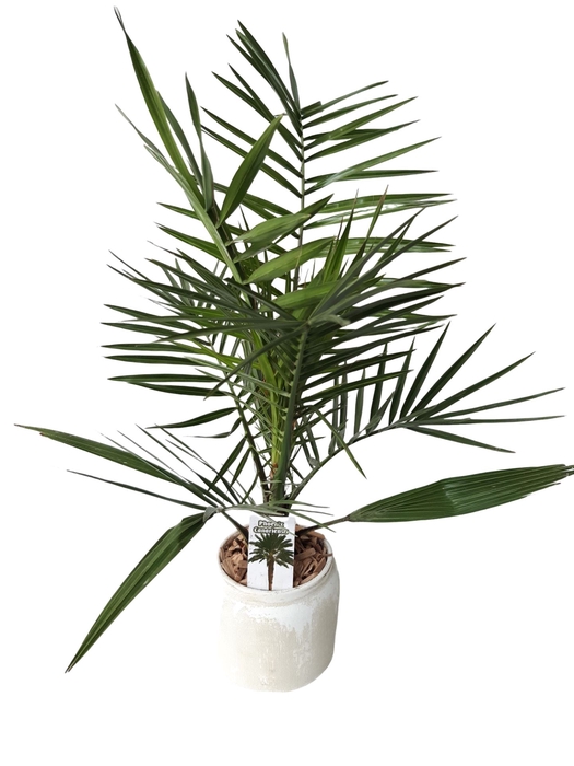 <h4>Arr.   Tuinplanten H%</h4>