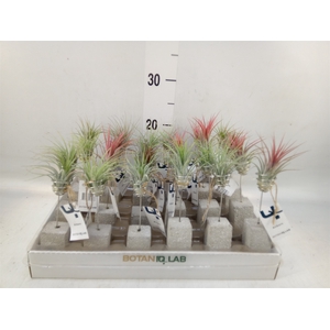 Tillandsia
