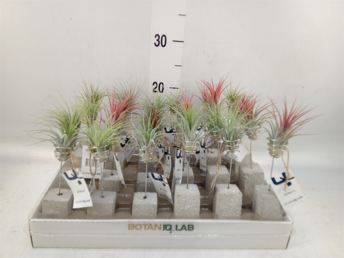 <h4>Tillandsia</h4>