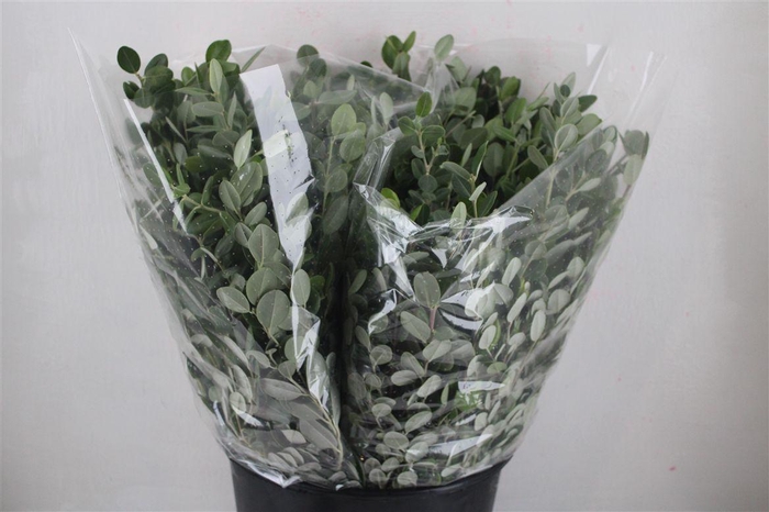 <h4>Pittosp Ralphi Leaves 200gr P Bunch</h4>