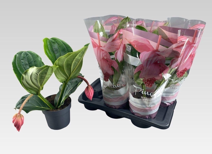 <h4>MEDIN MAG FLAMENCO</h4>