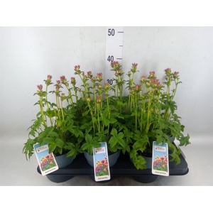 Astrantia major 'Roma'