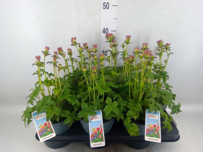<h4>Astrantia major 'Roma'</h4>