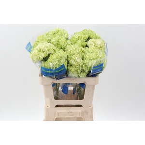 Hydr Lime Green Sel