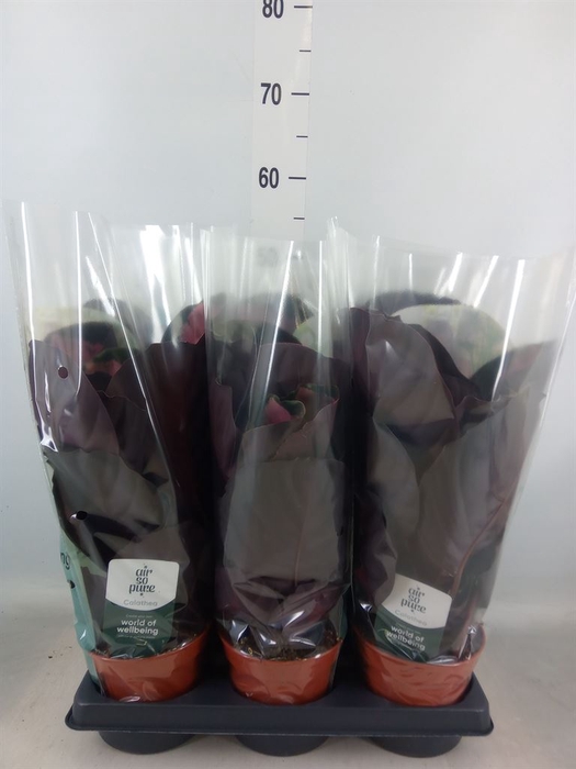 <h4>Calathea roseopicta 'Crimson'</h4>