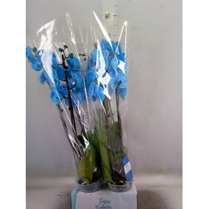 Phalaenopsis   ...