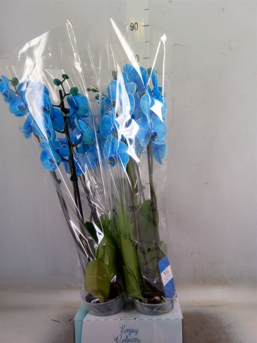 <h4>Phalaenopsis   ...</h4>