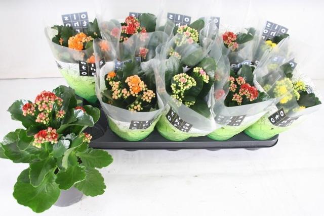 <h4>KAL GE GEM 4 KL</h4>