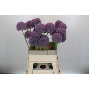 Allium Grootbloemig