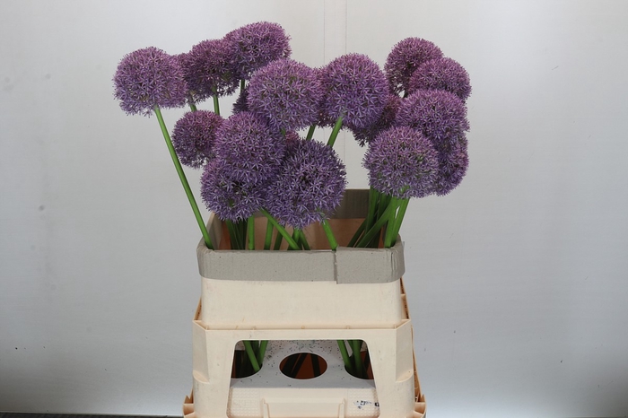 <h4>Allium Grootbloemig</h4>
