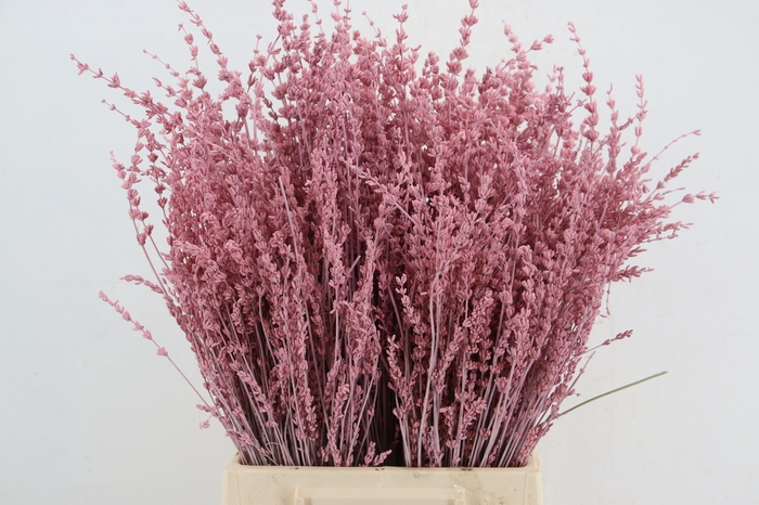 <h4>DF Lavender Bs Light Pink</h4>