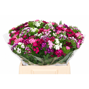 Dianthus Ba Aldo Mix Rainbow (trolley)
