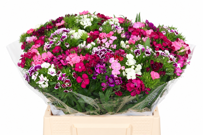 Dianthus Ba Aldo Mix Rainbow (trolley)