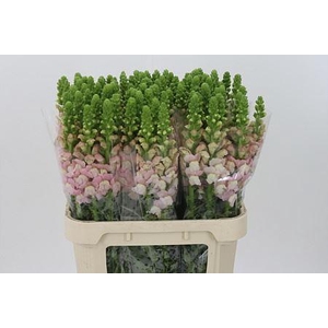 Antir Poto Earl Pink It