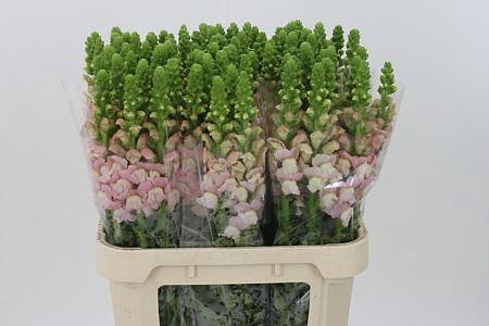 <h4>Antir Poto Earl Light Pink It.</h4>