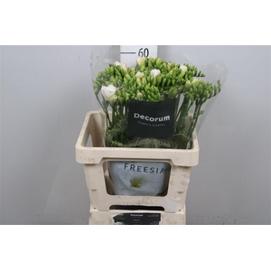 Fr Du Versailles (op Kleur!)