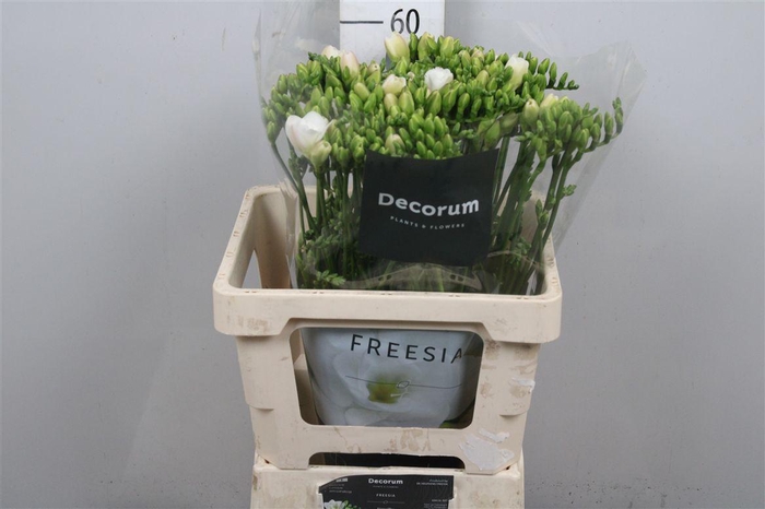 Fr Du Versailles (op Kleur!)