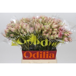Blushing Bride Ayoba Satin Star