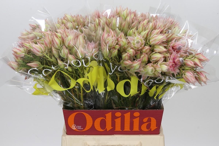 <h4>Blushing Bride Ayoba Satin Star</h4>