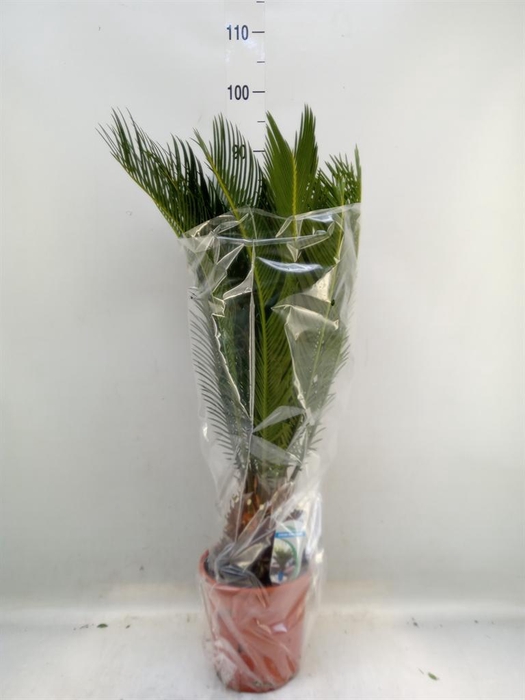 <h4>Cycas revoluta</h4>