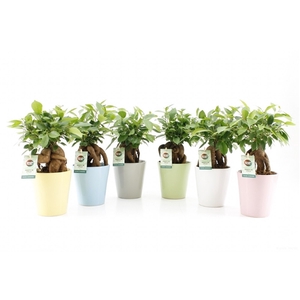 Ficus microcarpa Retusa in Pastel keramiek