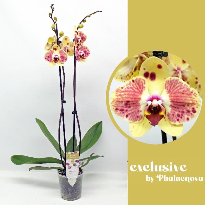 Phalaenopsis grootbloemig 2 tak Daria