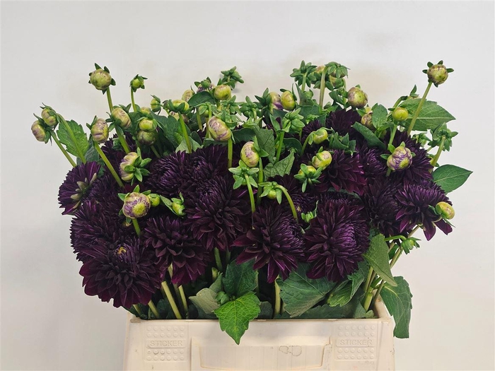<h4>Dahlia Dec Duke Duwen</h4>