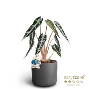 ALOCASIA X AMAZONICA P10 RAW BLACK