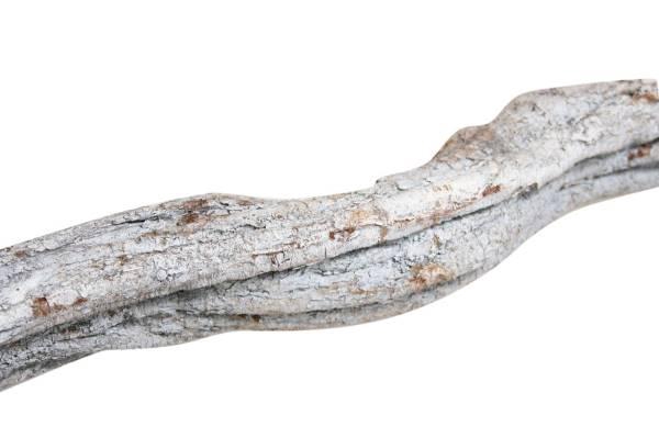 Branch Cipo Rosca L200D4