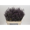 Limonium Safora Dark Blue
