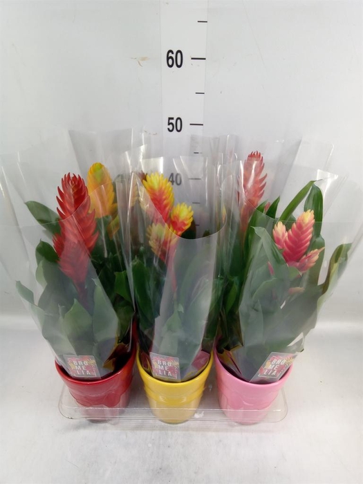 <h4>Vriesea   ...mix 6</h4>