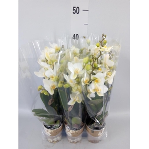 Phalaenopsis multi. 'Ant Lausanne'