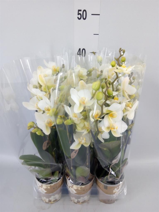 <h4>Phalaenopsis multi. 'Ant Lausanne'</h4>