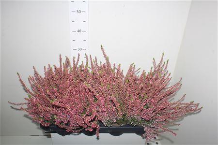 <h4>Callu Cal Nova Rosa</h4>