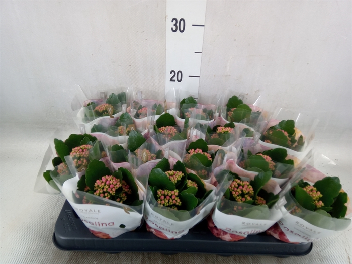 <h4>Kalanchoe blos. 'RosDon Victorio'</h4>