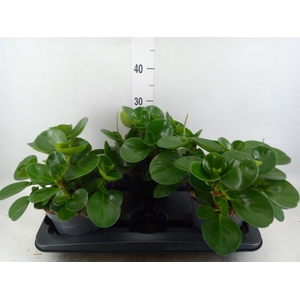 Peperomia obt. 'Green Gold'